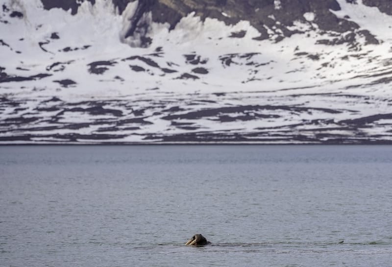 A walrus swimming near our boat