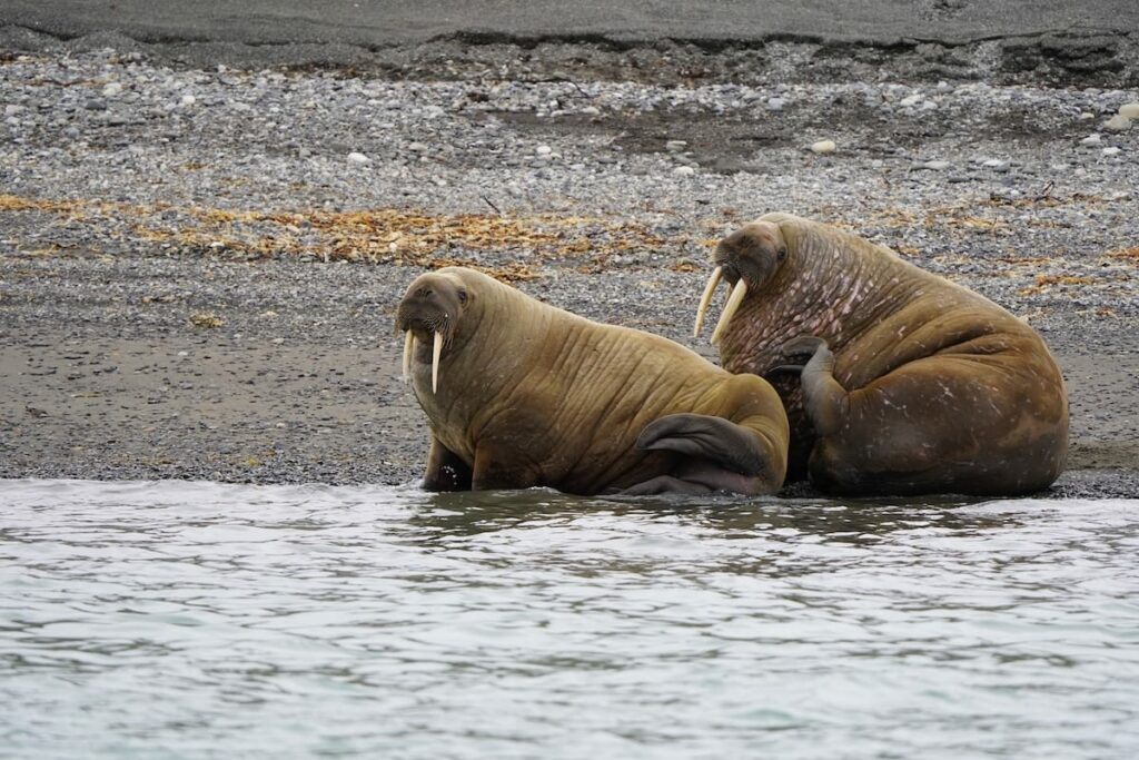 Recapping my Svalbard walrus safari