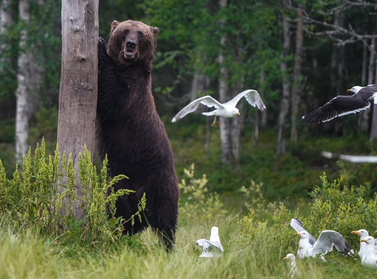 Bear watching in Kuusamo in July