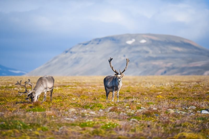 End of summer on Svalbard