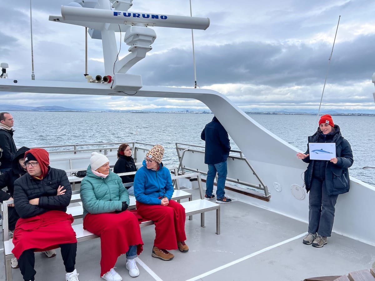 Whale watching in Reykjavik