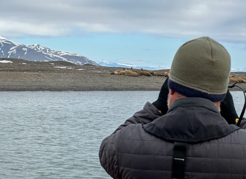 How close you get to the walruses on Svalbard