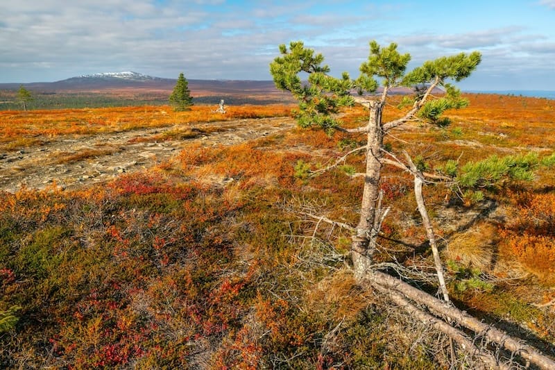 Pallas-Yllästunturi National Park