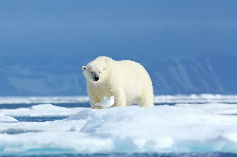 Polar bears are present all year on Spitsbergen