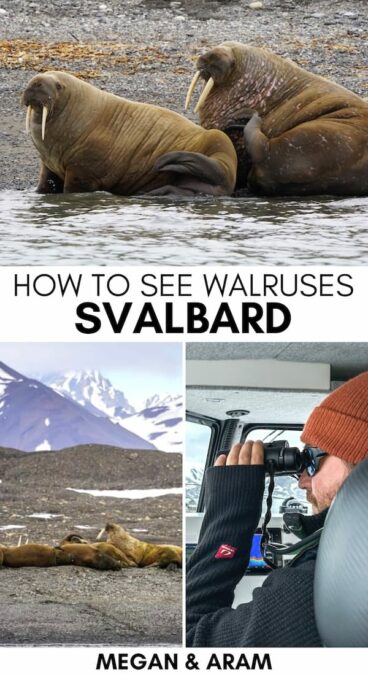 Looking to see the walruses in Svalbard on your trip? I detail how to book a Svalbard walrus tour by boat to Borebukta to see the famous colony! Learn more! | Walruses in Svalbard | Svalbard boat tour | Svalbard walrus safari | Walrus safari in Svalbard | How to see walruses in Svalbard | Svalbard wildlife | Svalbard boat trip | Summer in Svalbard | Svalbard in summer | What to do in Svalbard | Things to do in Svalbard | Svalbard itinerary