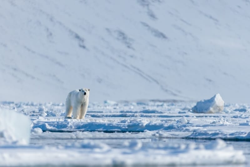 Svalbard in May