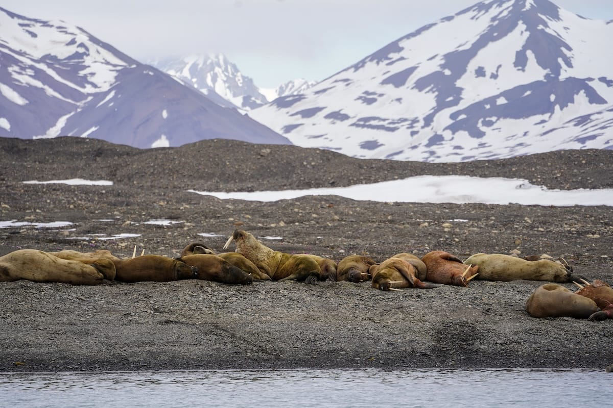 Walrus colony during the summer
