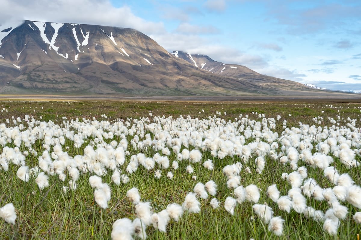 When is the best time to visit Svalbard? Read on for more!
