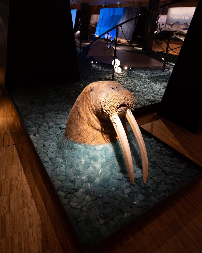 Inside the Svalbard Museum