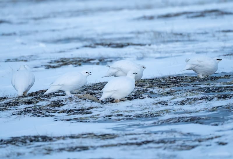 A little ptarmigan party in Bjørndalen