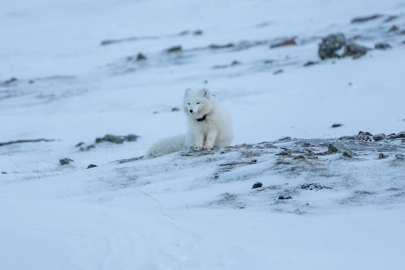 Arctic fox in winter