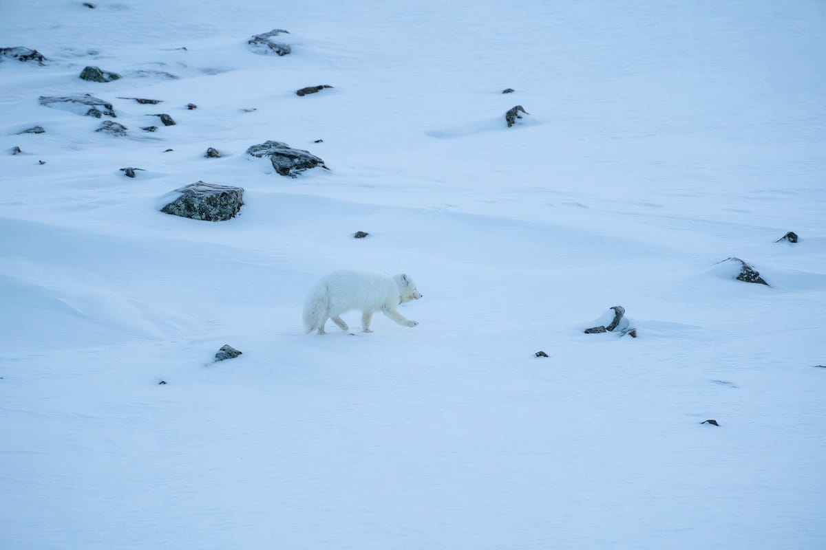 Arctic wildlife tour in Svalbard: An Arctic fox I saw
