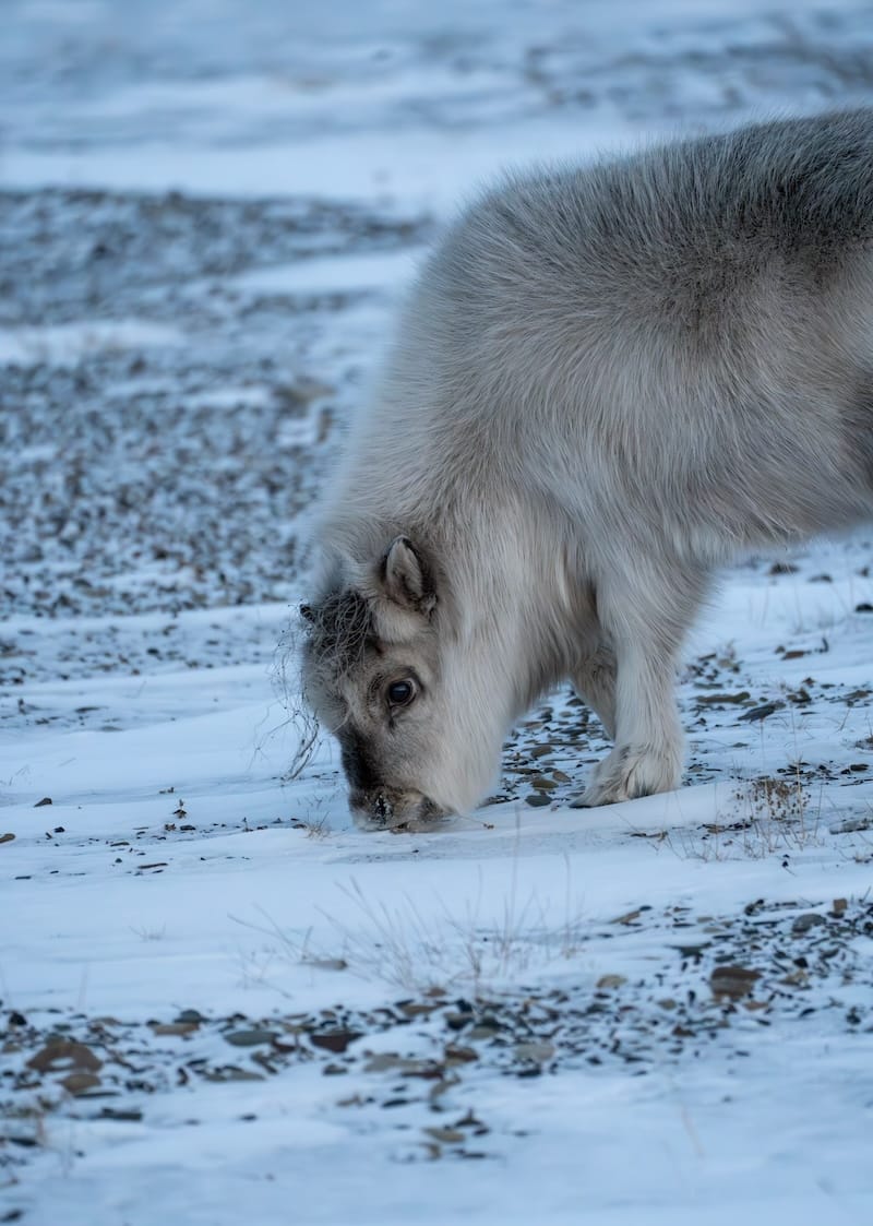 Baby Svalbard reindeer in the winter
