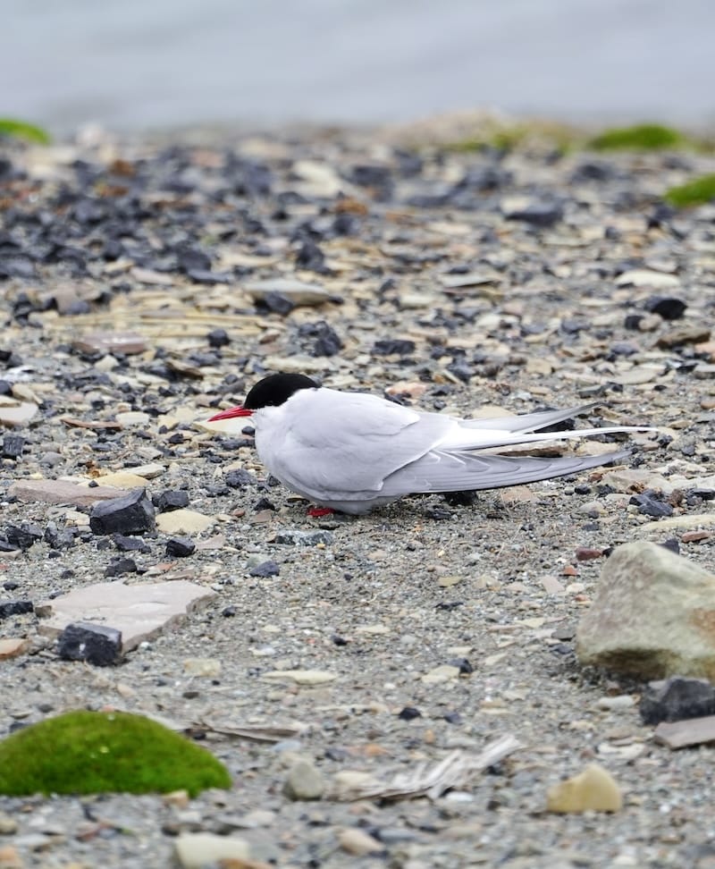 Little auk in Svalbard in summer