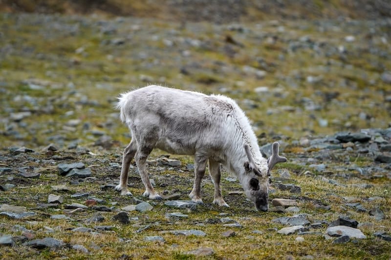 Reindeer in summer