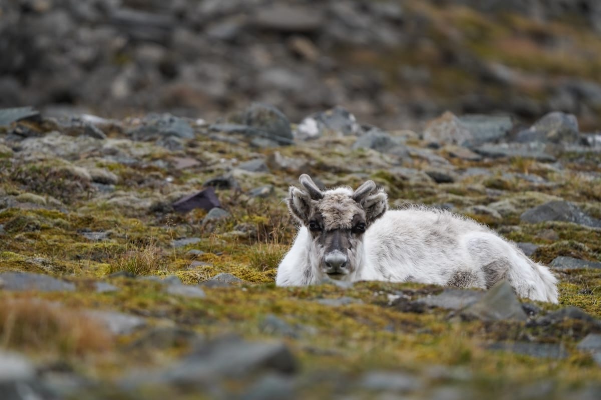 You'll almost definitely see Svalbard reindeer though.