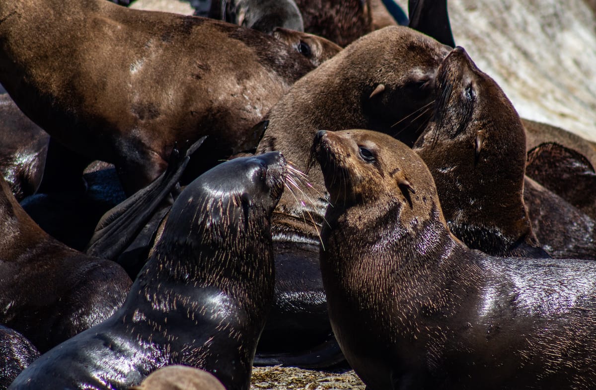 Cape Town seal snorkeling tour