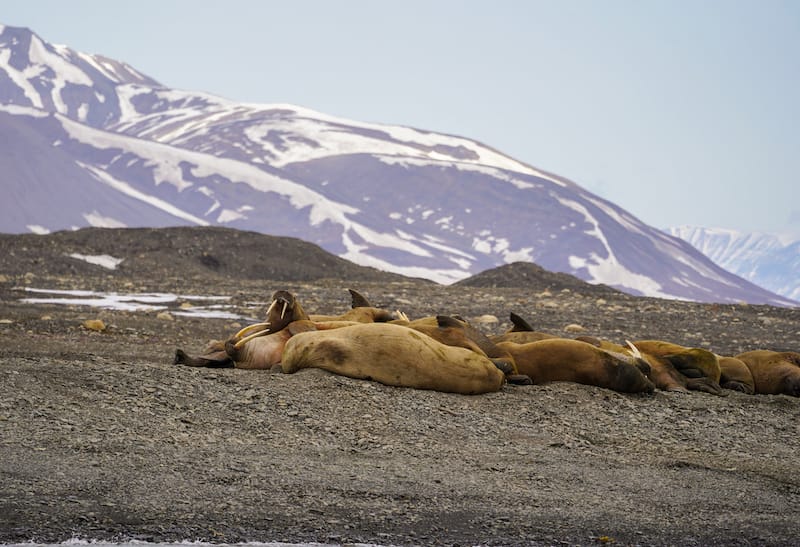 Borebukta walrus colony