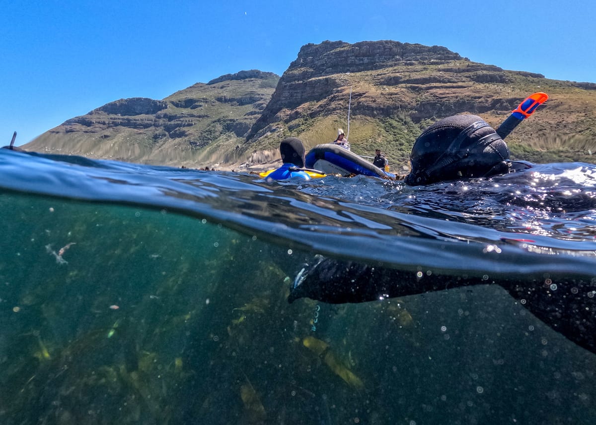 On my Cape Town seal snorkeling tour