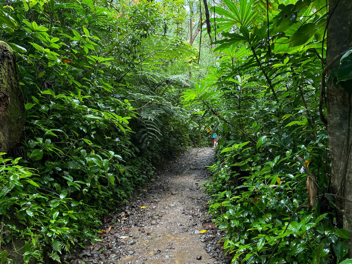 Manoa Falls Trail What to Know + Useful Tips (2024 Guide)
