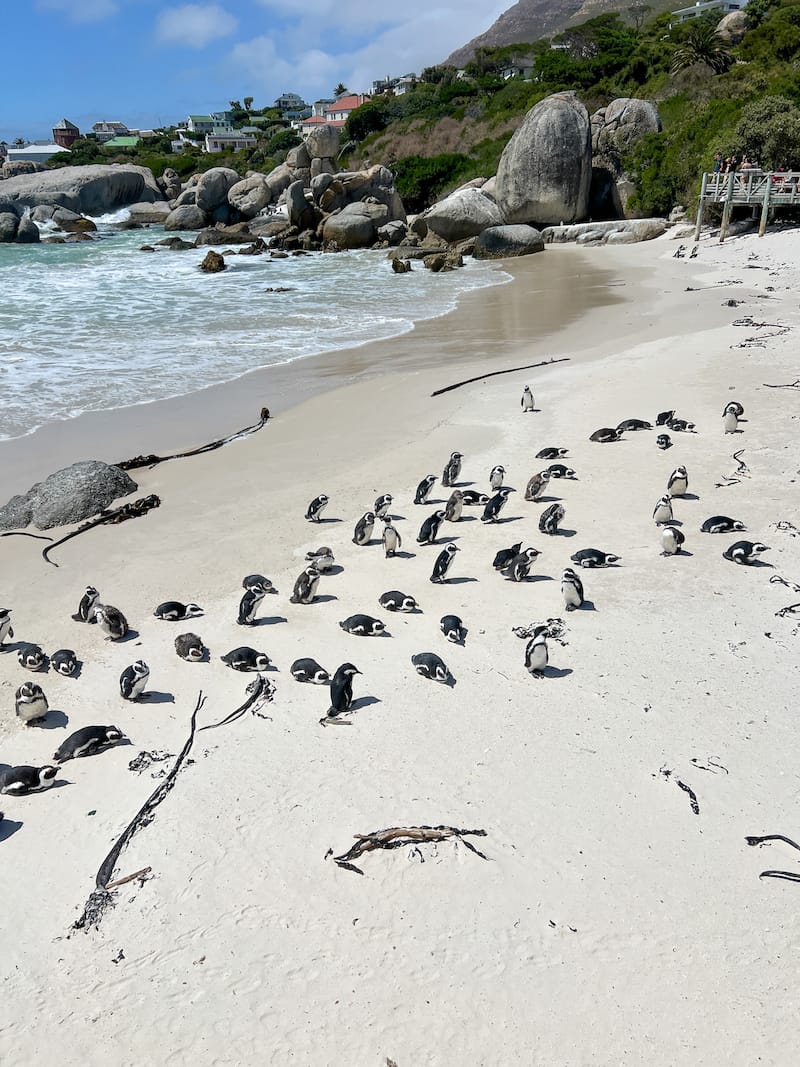 Penguins at Boulder's Beach in Cape Town