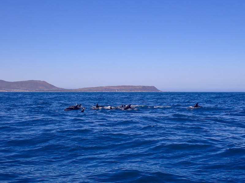 Dolphins hanging around