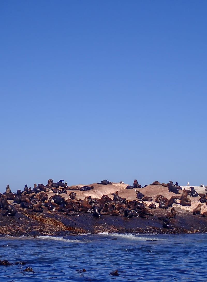 The Island with the seals!