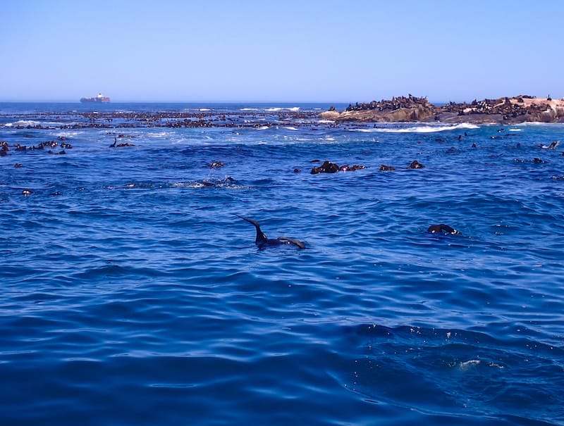 Seals in the water around Hout Bay