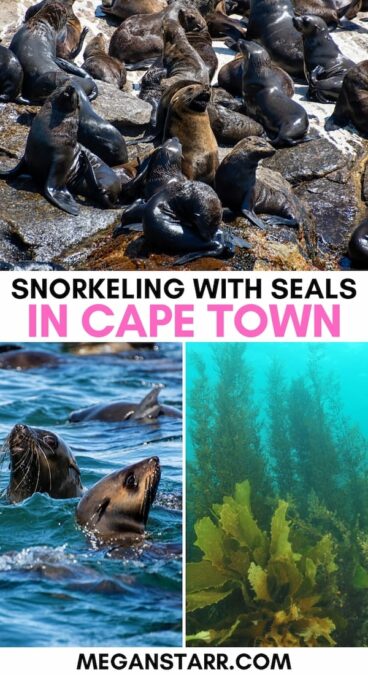 Are you looking to go snorkeling with seals in Cape Town? This guide details the best Cape Town seal snorkeling tour in Hout Bay (+ what to know before!). | Cape Harbor Seals | Things to do in Cape Town | What to do in Cape Town | Cape Town tours | Hout Bay tour