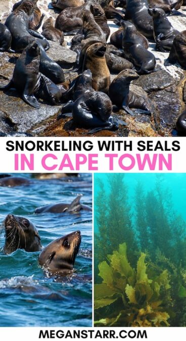 Are you looking to go snorkeling with seals in Cape Town? This guide details the best Cape Town seal snorkeling tour in Hout Bay (+ what to know before!). | Cape Harbor Seals | Things to do in Cape Town | What to do in Cape Town | Cape Town tours | Hout Bay tour