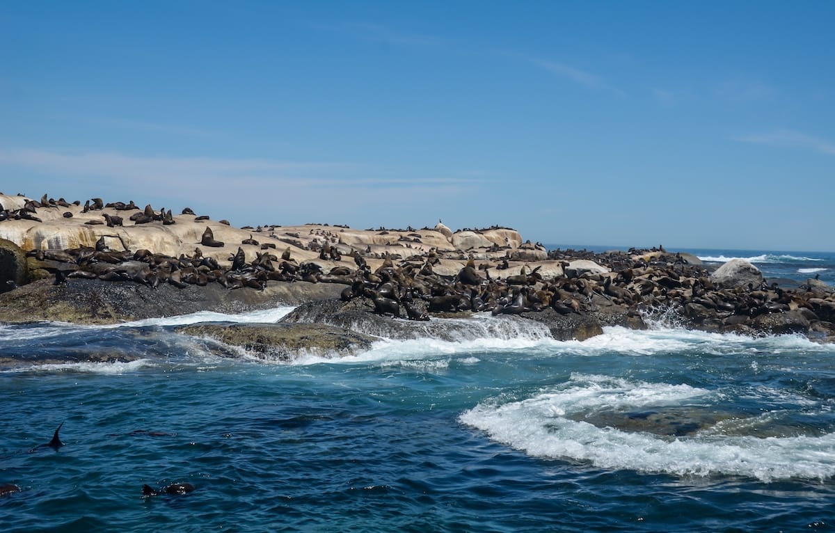 How to go snorkeling with seals in Cape Town