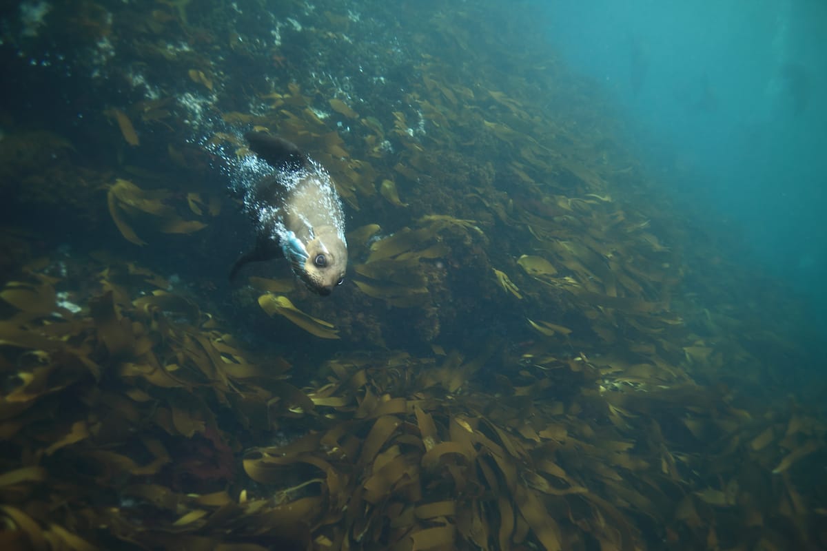 Snorkeling with seals tour in Cape Town