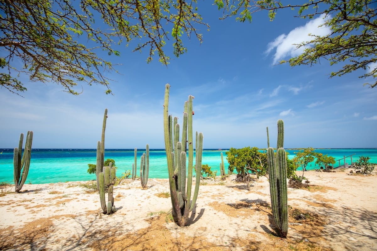 a cactus on a beach at Mangel Halto Beach in Aruba