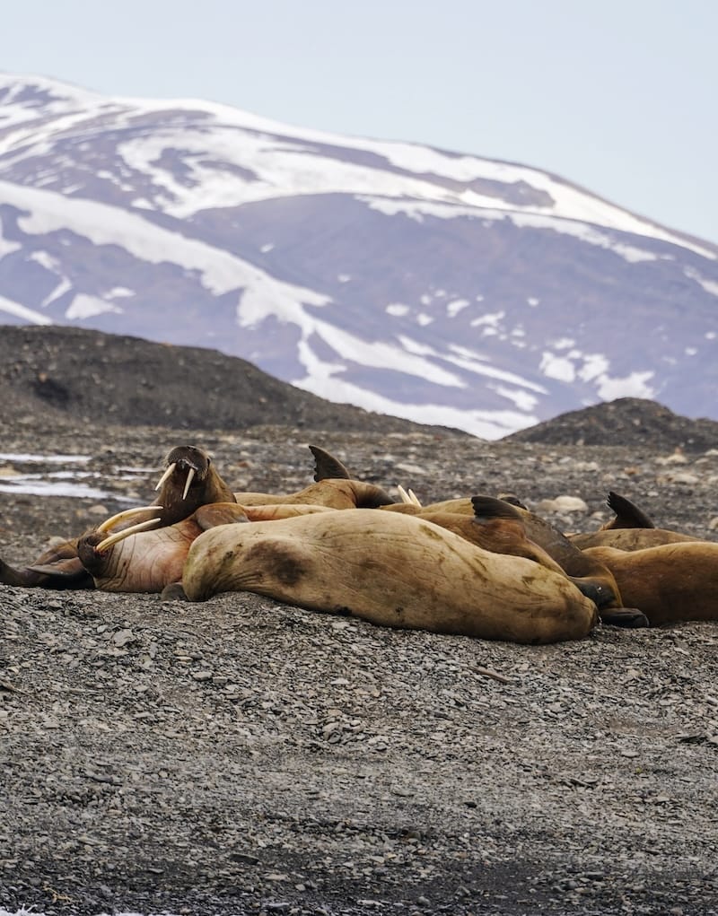 Borebukta walrus colony on Svalbard