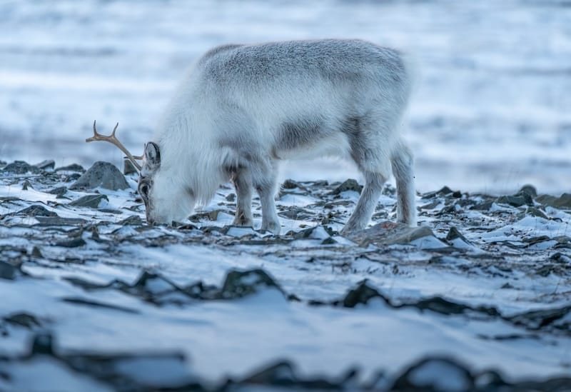 Svalbard reindeer in winter
