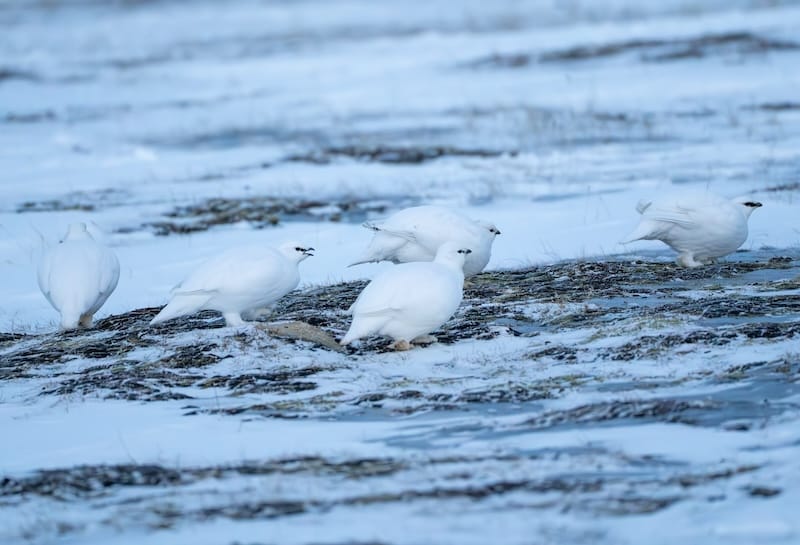 Ptarmigan in Svalbard in winter