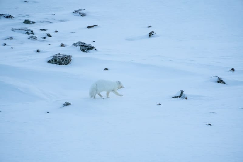 Arctic fox in Svalbard in winter