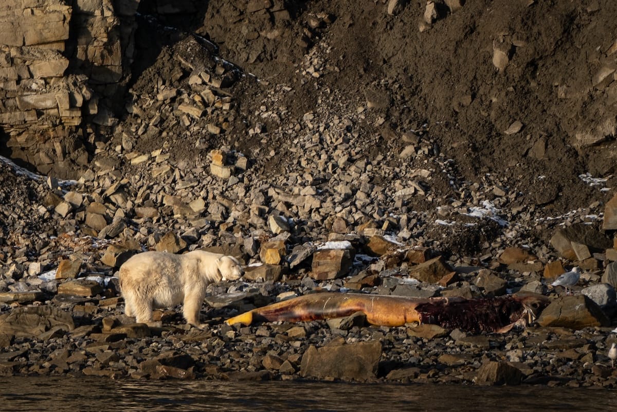 Polar bear in Svalbard on one of my tours
