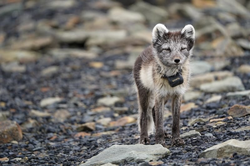 Arctic fox in summer in Svalbard