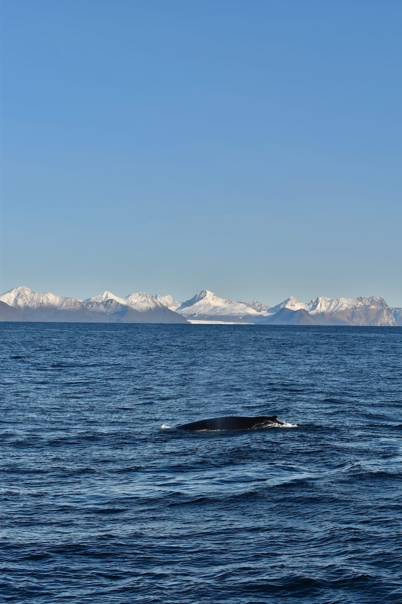 Humpback whale in Svalbard