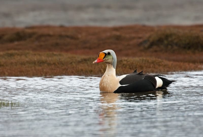 King Eider in Svalbard