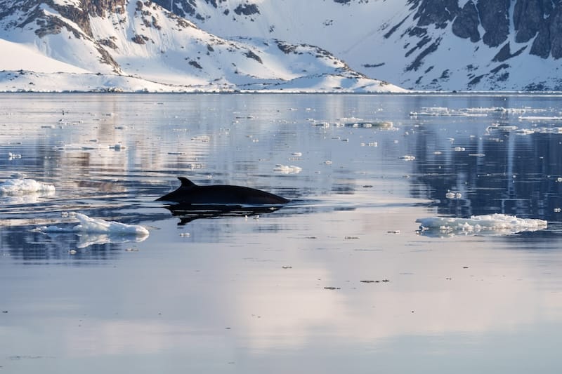 Minke whale in Svalbard