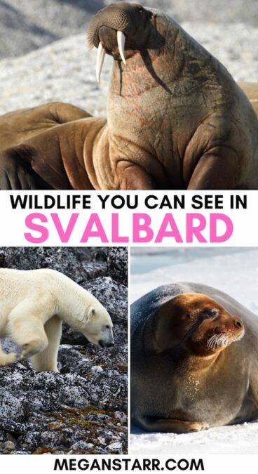 The wildlife in Svalbard is what truly makes the destination unmatched! This guide covers all the Svalbard wildlife I've spotted (and how you can see them too). | Polar bears Svalbard | Svalbard polar bears | Svalbard walrus | Walruses in Svalbard | Arctic Fox Svalbard | Svalbard whales | Svalbard reindeer | Visit Svalbard | Svalbard birds | Svalbard seals