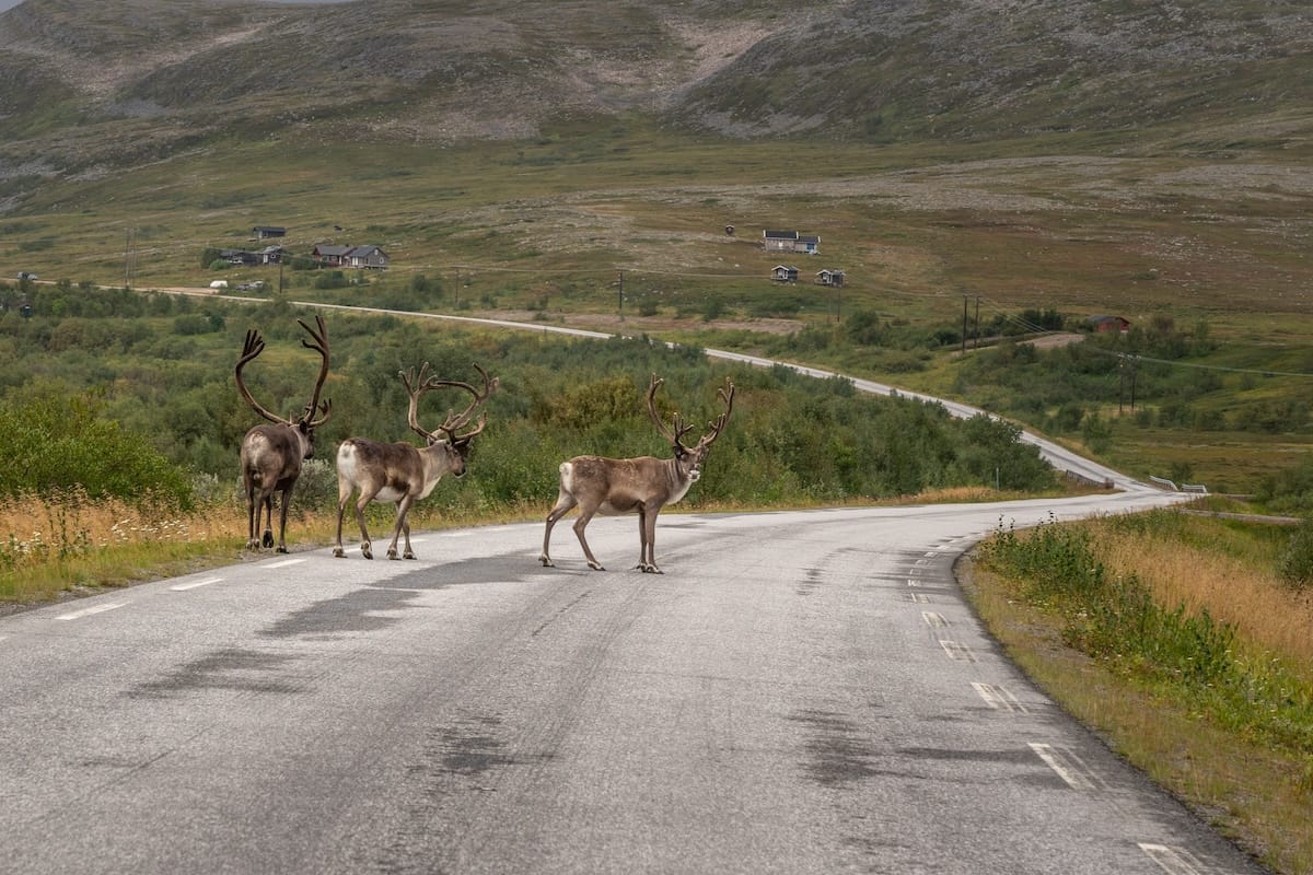 Sharing the road with these Norwegian reindeer
