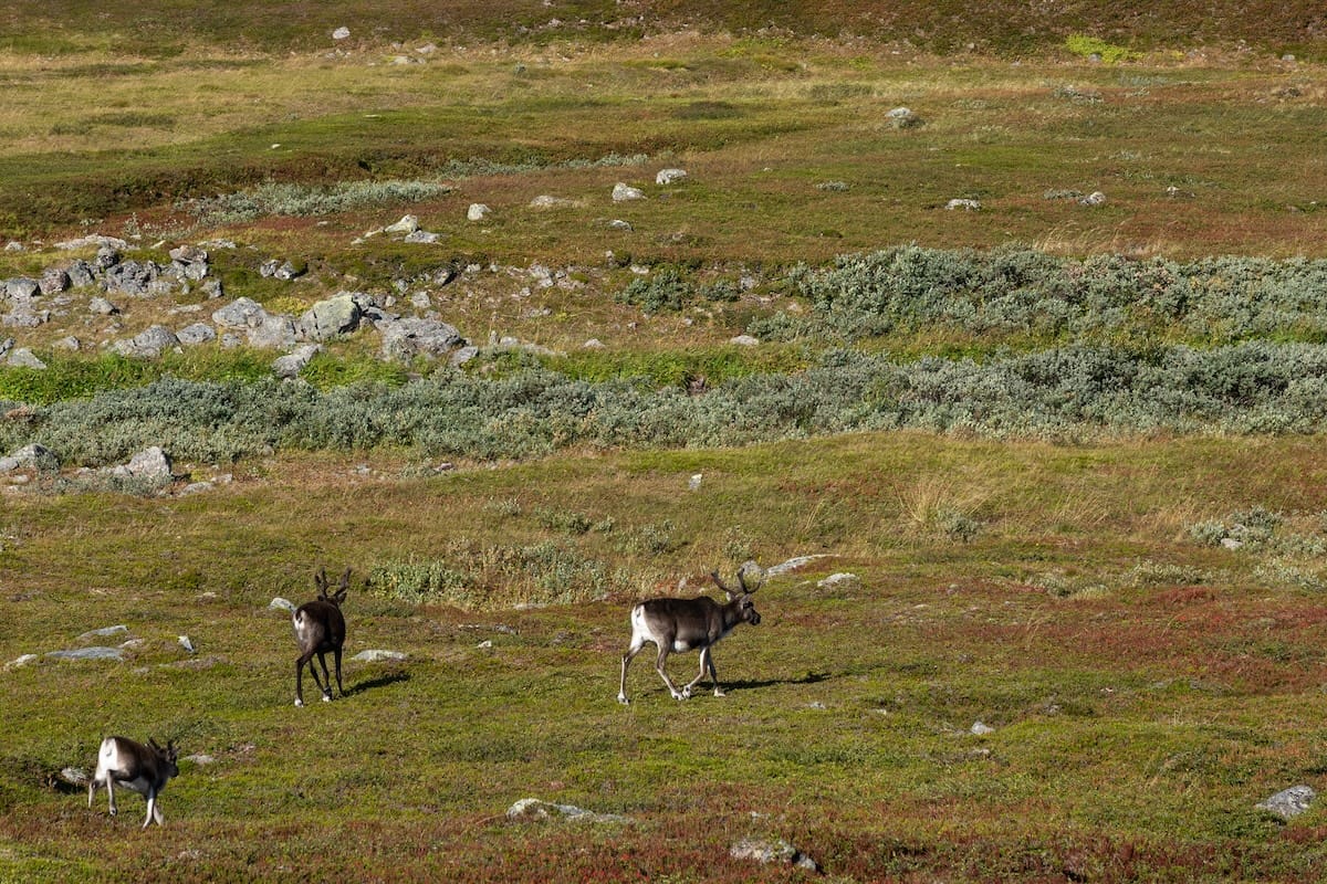 If you drive there, you can see reindeer...