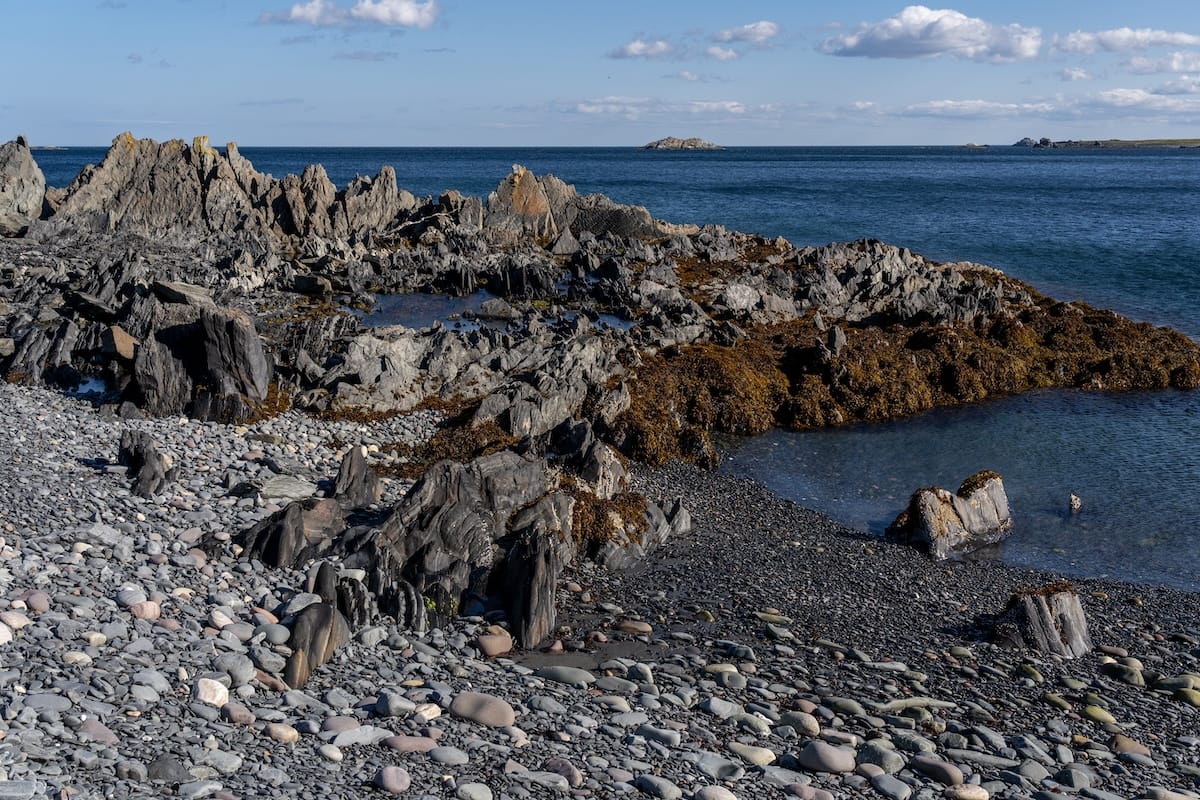 Hergevika