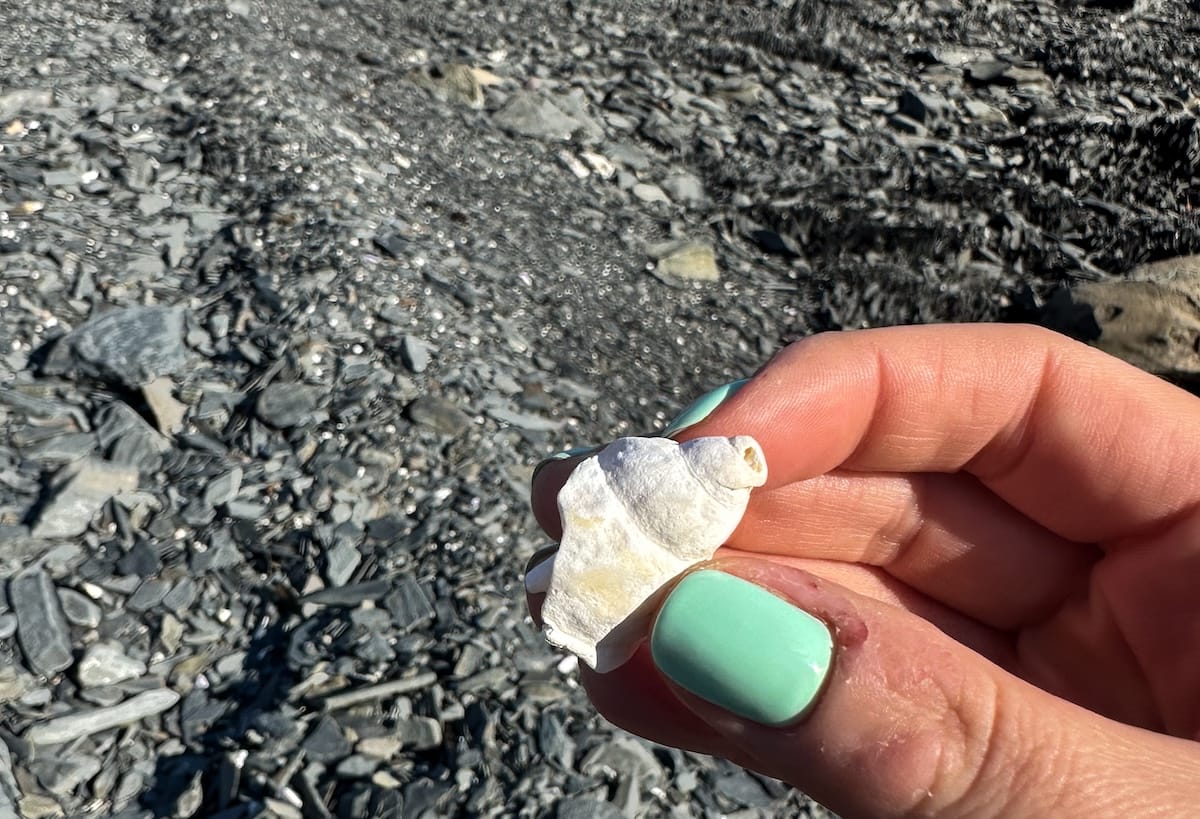 There were thousands of cute little shells at Hergevika
