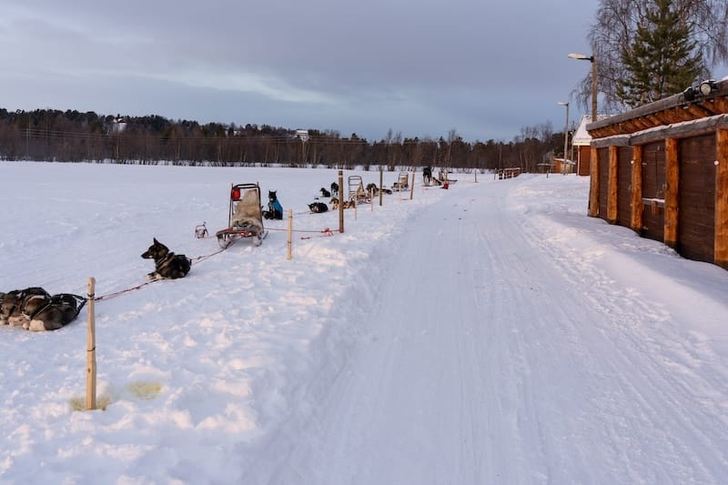 At Holmen Husky Lodge in Alta, Norway