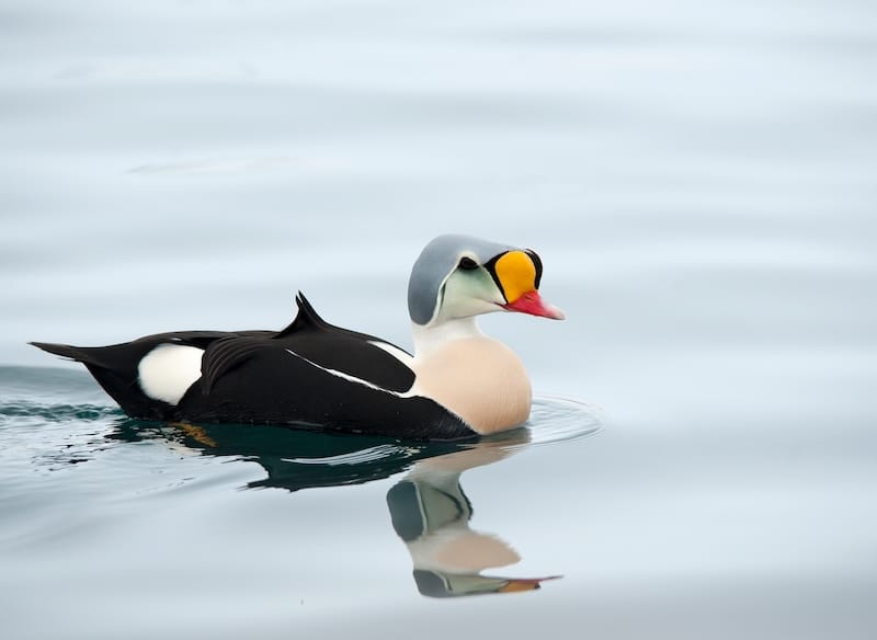 King eider in Båtsfjord, Norway