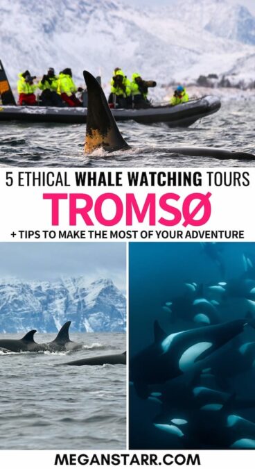 One of the best tours in Northern Norway in winter is whale watching in Tromso. These are 4 ethical whale safaris in Tromso (+ useful tips to help you book)! | Whale watching in Norway | Tromso whales | Whales in Tromso | Whale watching safaris in Tromso | Whale watching tours in Norway | Arctic whale watching | Tromso tours | Best Tromso tours | Orca whale watching | Norway best tours | Tromso in winter